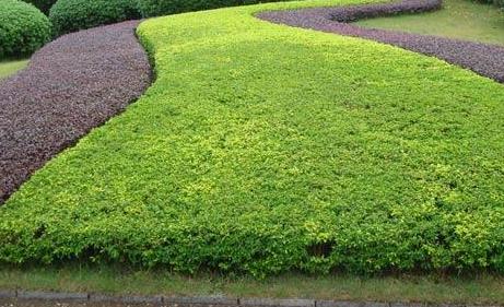 一月對(duì)樹木的綠化養(yǎng)護(hù)工作，要注意這4點(diǎn)！
